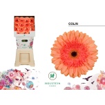 Gerbera GR Colin*15