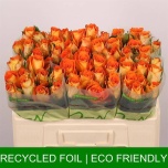 Roos 50cm Sawa