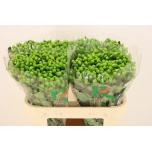 Hypericum Naistepuna Mirage 70cm