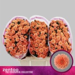 Chrysanthemum Krüsanteem SANTINI Miller Smokey*25
