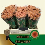 Chrysanthemum Krüsanteem SANTINI Miller Smokey*25