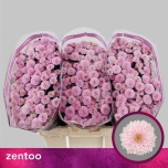 Chrysanthemum Krüsanteem SANTINI Miller Pearl*25