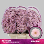 Chrysanthemum Krüsanteem SANTINI Miller Pearl*25