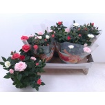 Rosa Potiroos favourite festival mix in pot 20cm