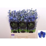 Delphinium Kukekannus Bella Andes Azure 60cm