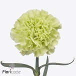 Dianthus Nelk ST JUNGEL (Funza CO)*20
