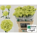 Dianthus Nelk ST Jungle*20