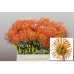 Leucospermum Nõelakera Queen Juliana 40cm