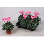 Cyclamen pers Alpikann indiaka salmon 10.5cm