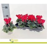Cyclamen pers Alpikann small flower metis indiaka red 9cm
