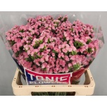 Limonium Parkjuur S Emma Peach 60cm