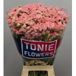Limonium Parkjuur S Emma Peach 80cm