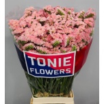 Limonium Parkjuur S Emma Peach 80cm