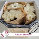 Roos 60cm Parfum Blanche