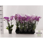 Phalaenopsis Kuuking Sunca Pula 12cm