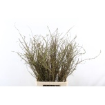 Blossom branch other 60cm