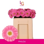 Gerbera MINI Philou*20