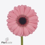 Gerbera MINI Jolie*20