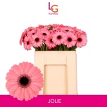 Gerbera MINI Jolie*20