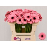 Gerbera MINI Jolie*20