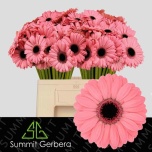 Gerbera MINI Jolie*20