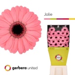 Gerbera MINI Diamond Jolie*20