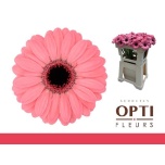 Gerbera MINI Jolie*20