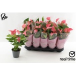 Anthurium Flamingolill andr floriclone romantico 12cm