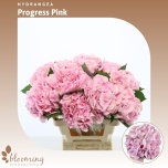 Hydrangea Hortensia Pink Progress 60cm*10