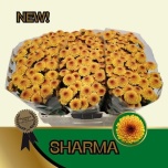 Chrysanthemum Krüsanteem SANTINI Shama*25