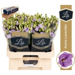 Eustoma Preeriakell Arena Lavender