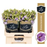 Eustoma Preeriakell Arena Lavender