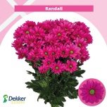 Chrysanthemum Krüsanteem SP Randall*5
