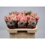 Kobarroos 60cm Constellation