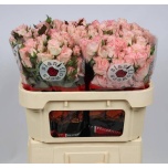 Kobarroos 70cm Constellation