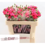 Dianthus Nelk SP Cherry Blossom*10