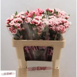 Dianthus Nelk SP Swing*10