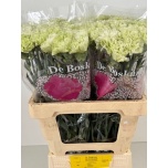 Dianthus Nelk ST Eternal Fairy*20