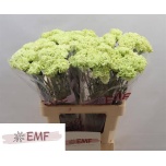 Dianthus Nelk ST Eternal Fairy*20