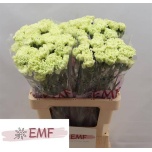 Dianthus Nelk ST Eternal Fairy*20