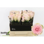 Roos 40cm Andina