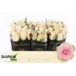 Roos 50cm Andina