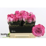 Roos 40cm Gracia