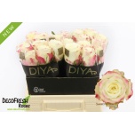 Roos 40cm Sweet Horizon