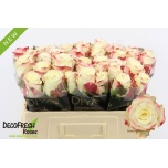 Roos 50cm Sweet Horizon