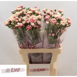 Dianthus Nelk SP Spring*10