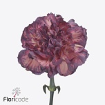 Dianthus Nelk ST Ocaso*20