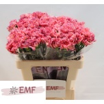 Dianthus Nelk ST Ocaso*20