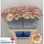 Dianthus Nelk ST Flounder*20