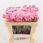 Dianthus Nelk SP Cosmocherry